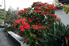 blomstrende julestjerner