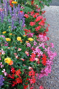 blomsterflor oppe i byen